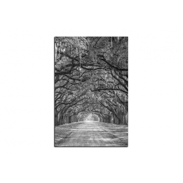 Obraz na plátně - Historické dubové stromy lemované polní cestou - obdélník